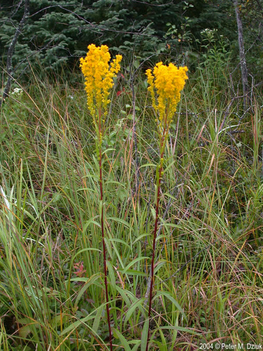 Bog Goldenrod (Solidago uliginosa)