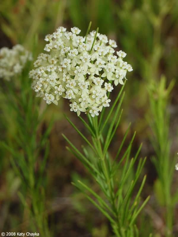Whorled Milkweed (Asclepias verticillata)