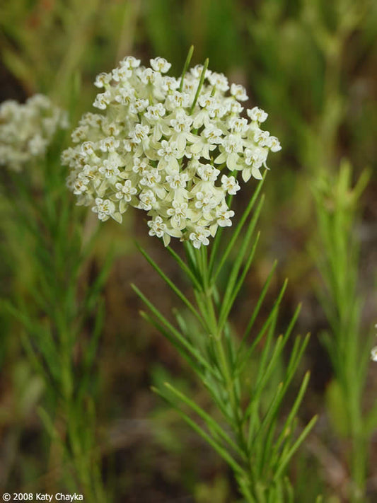 Whorled Milkweed (Asclepias verticillata)